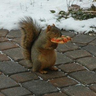 Sloth (USA-2) : We're Gonna Have a Pizza Date!